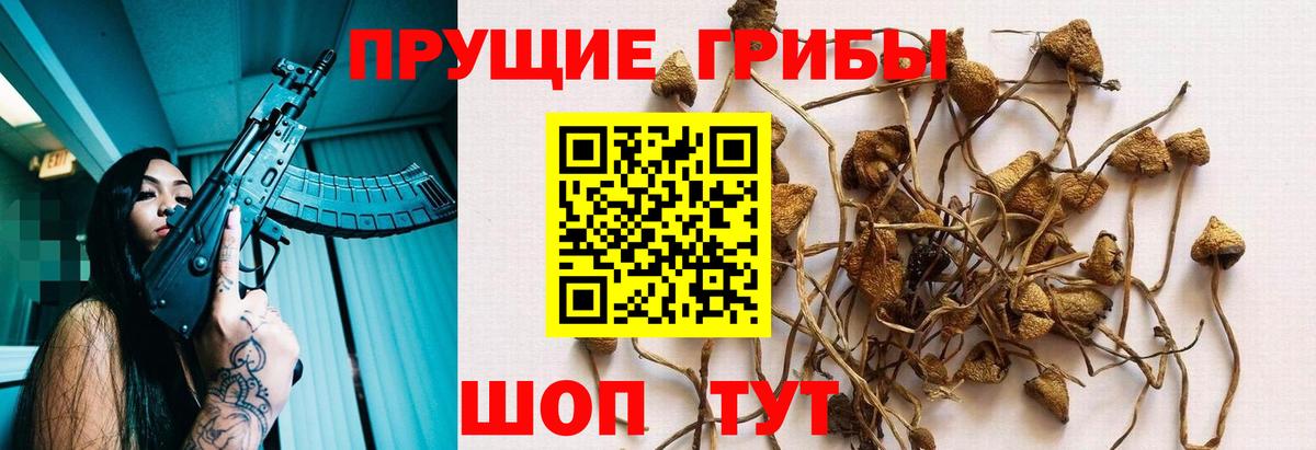 Псилоцибиновые грибы Psilocybine cubensis Богородицк